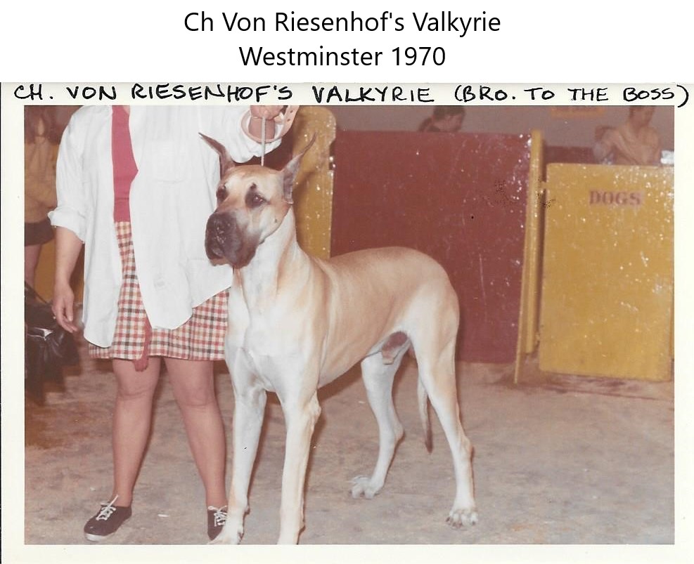 Ch Von Riesenhofs Valkyrie